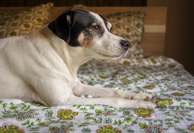 家のベッドに座っている犬