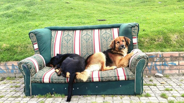 Photo dog sitting on bench in field