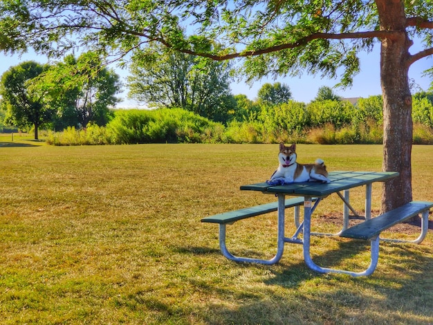 Foto cane seduto su una panchina nel parco