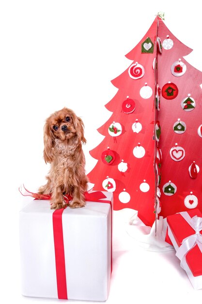 Foto cane seduto vicino a un albero di natale artificiale e regali sullo sfondo bianco