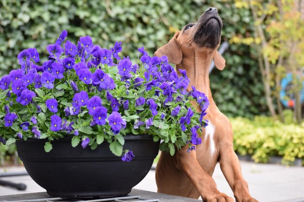 Dog sitting by potted plant at park