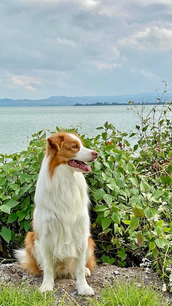 Фото Собака сидит у моря на фоне неба