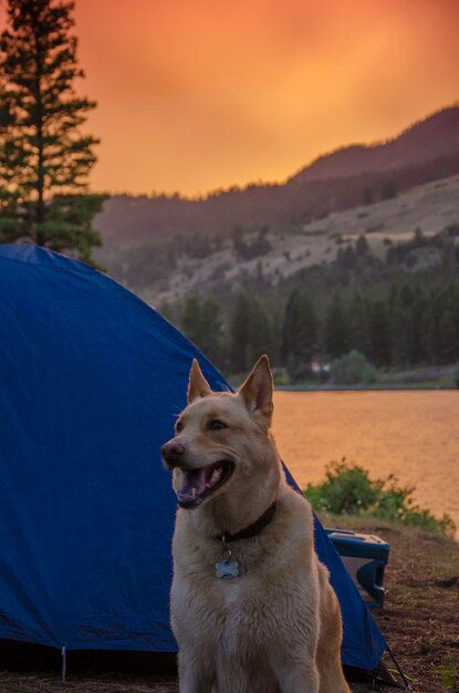 Dog sitting by tent against sky during sunset
