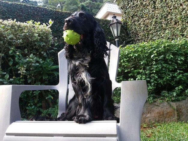 Foto cane seduto vicino all'albero