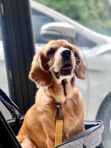 Photo dog sitting in car