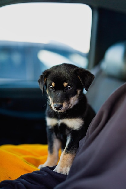 Dog sitting in car