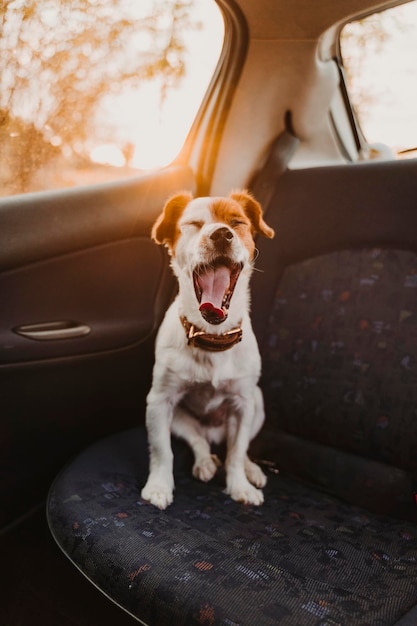 車に座っている犬