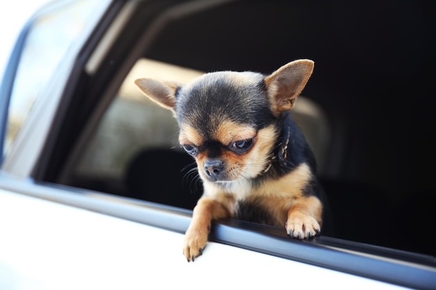 車に座っている犬