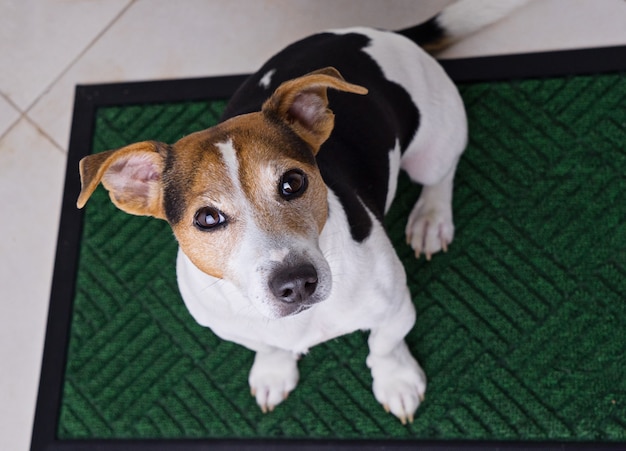 Dog sitting on door mat