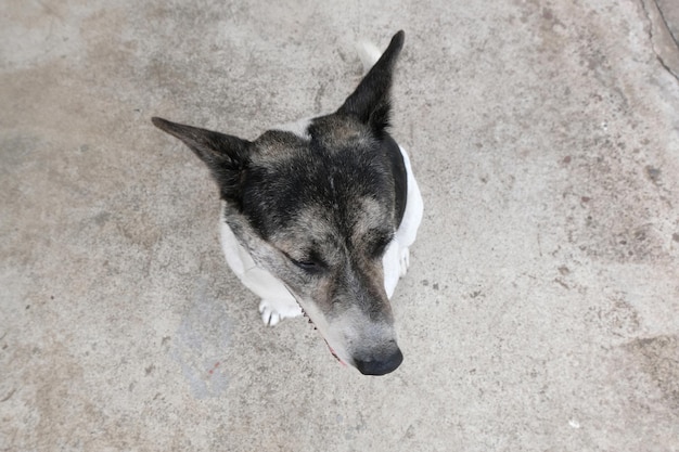 写真 座って見上げる犬