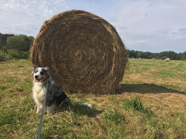 Foto cane seduto sul campo contro il cielo