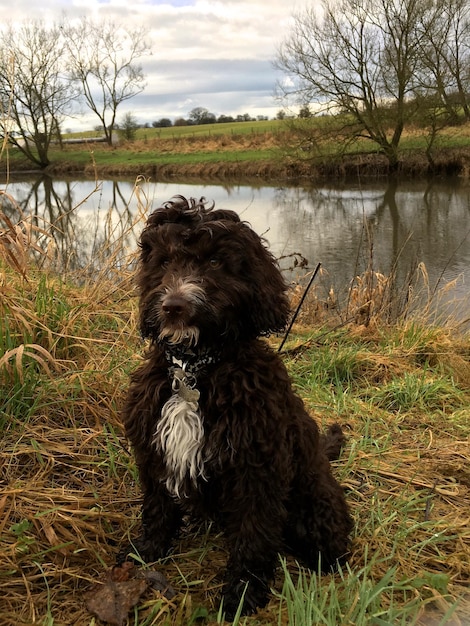 Foto cane seduto sul campo vicino al lago contro il cielo