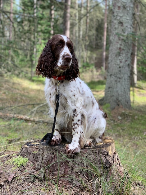 Foto cane seduto sul campo in una foresta