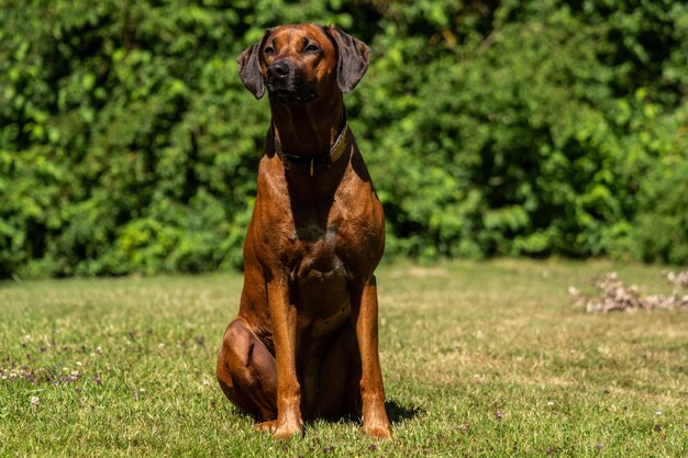 Foto cane seduto sul campo