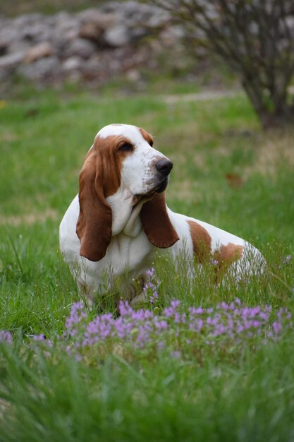 Photo dog sitting on field