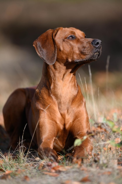 Foto cane seduto sul campo