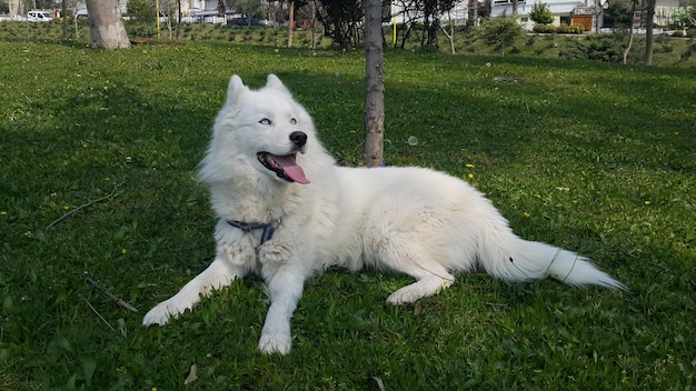 Foto cane seduto sul campo