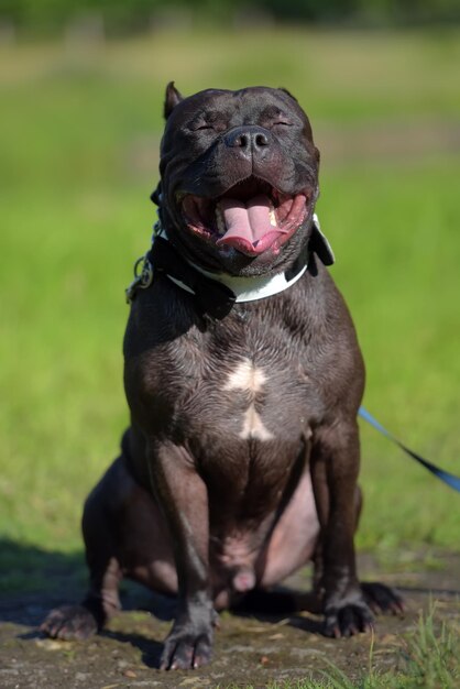 Photo dog sitting on field