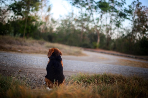 Photo dog sitting on field