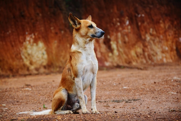 野原に座っている犬