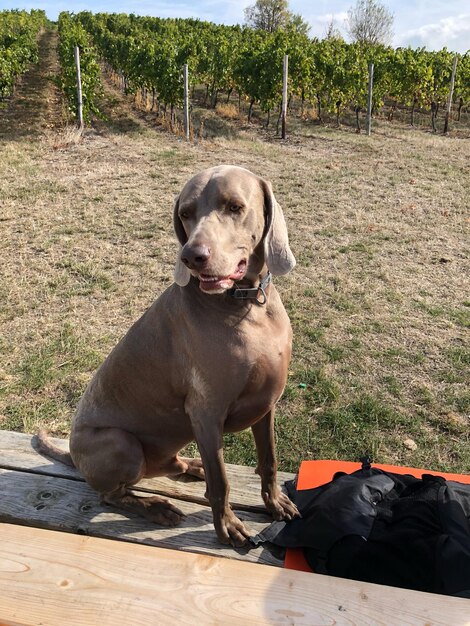 Dog sitting on field