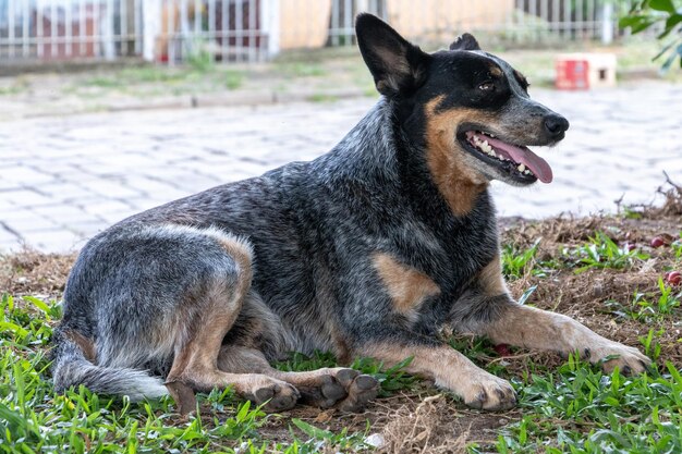 Dog sitting on field