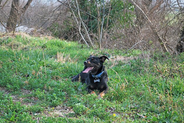 Foto cane seduto sul campo