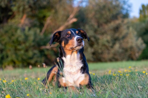 Foto cane seduto sul campo