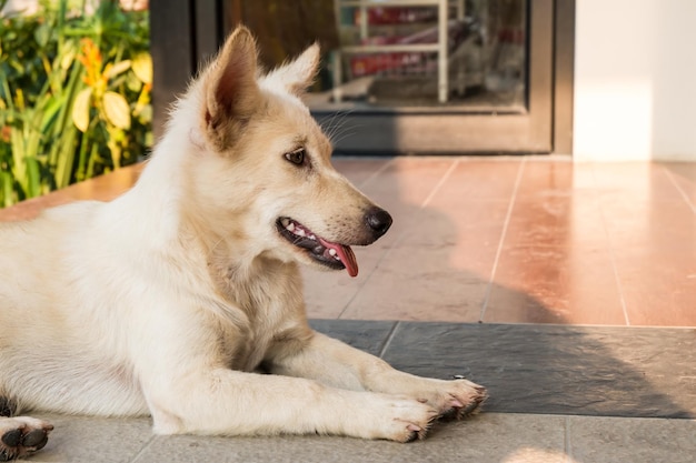 家の床に座っている犬