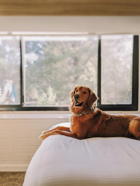 Photo dog sitting on floor at home