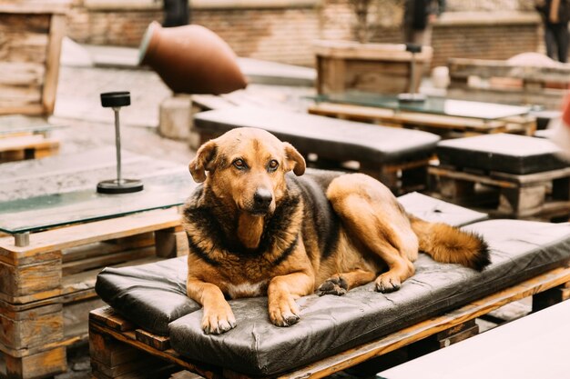 Foto cane seduto sul pavimento