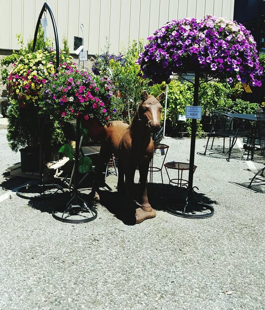 Dog sitting on flower