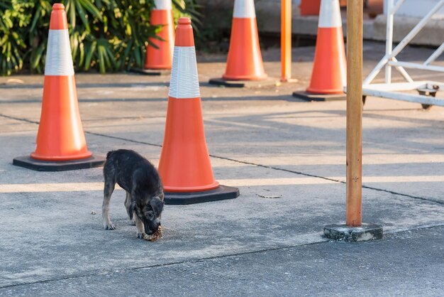 Dog sitting on footpath by street in city