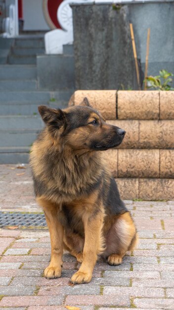 Dog sitting on footpath