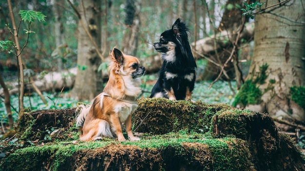 森に座っている犬
