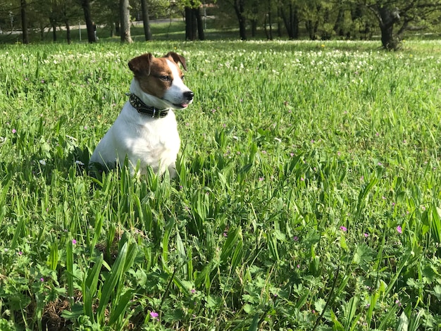 野原の草の上に座っている犬