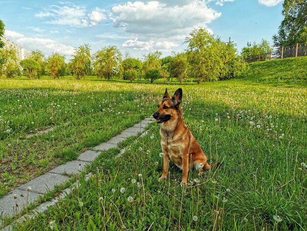 Foto cane seduto sull'erba nel campo