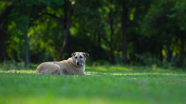 Dog sitting in the grass of the park