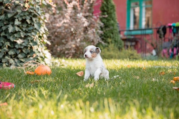 カボチャの隣の芝生に座っている犬