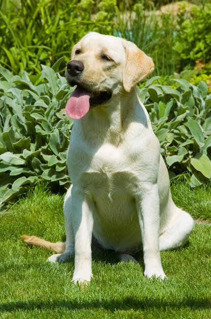 草の夏の風景に座っている犬