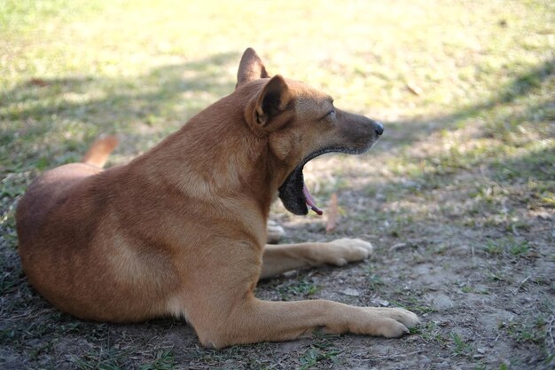 Photo dog sitting on grass