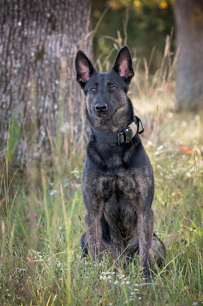 Foto cane seduto nell'erba