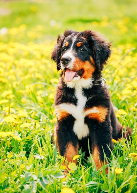 Photo dog sitting on grass