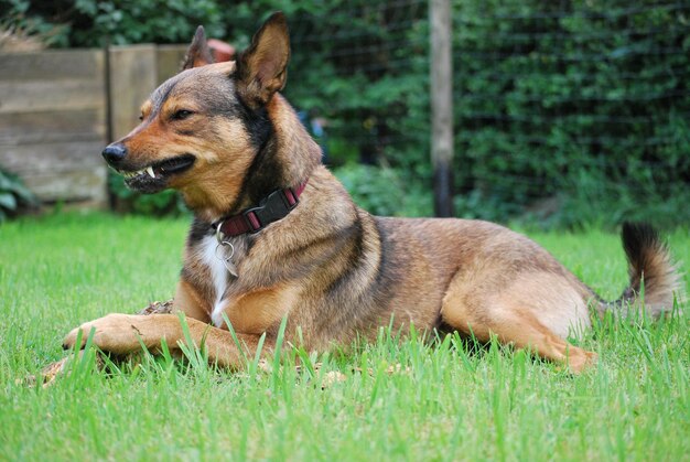 Photo dog sitting on grass