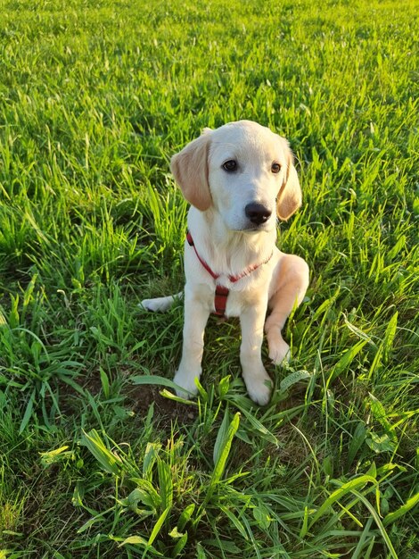 Foto cane seduto sull'erba