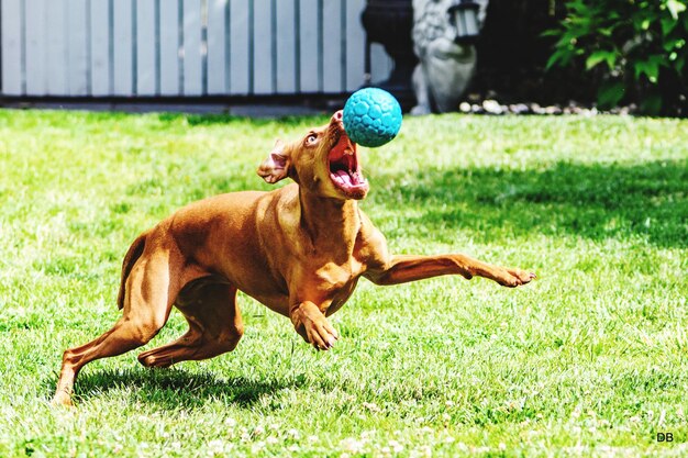 Foto cane seduto sull'erba