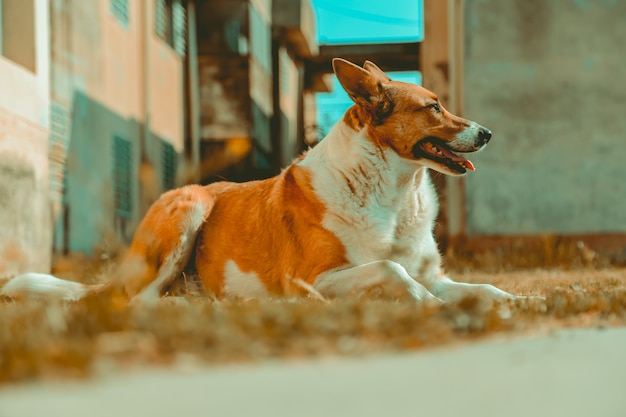 Dog sitting on grass