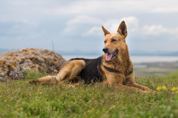 空の向こうの草原に座っている犬