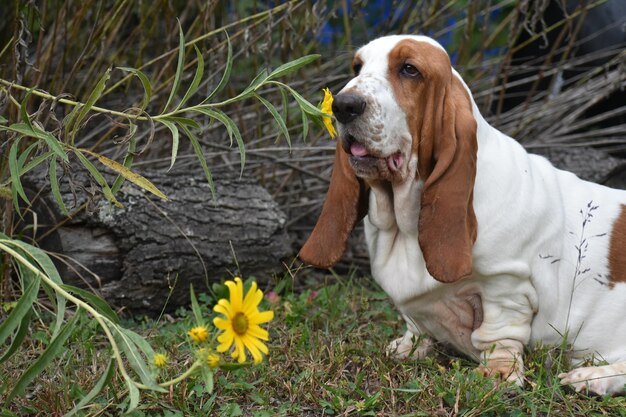 Photo dog sitting on grassy field