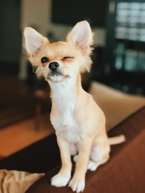 집에 앉아 있는 개